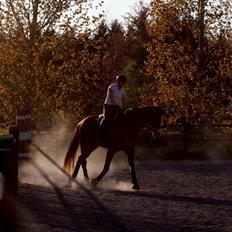 Dansk Varmblod Wegas*R.I.P*