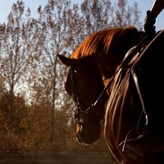 Dansk Varmblod Wegas*R.I.P*