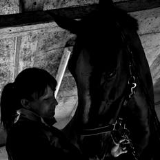 Dansk Varmblod Wegas*R.I.P*