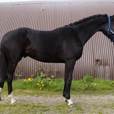 Hollandsk Varmblod Special D Junior