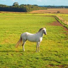 Welsh Pony (sec B) Amigo Cooky