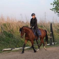 Dansk Varmblod Elektra Lysegård