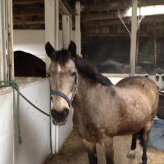 Anden særlig race Freja