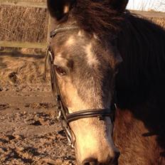 Anden særlig race Freja