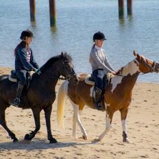 New Forest Peterslysts star A-pony