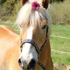 Haflinger Maldini Van Abeele* Min fremtid *<3