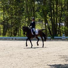 Dansk Varmblod Hanky Panky Firfod