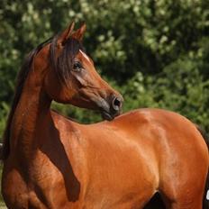 Arabisk fuldblod (OX) Anaya el karmdal oc ox