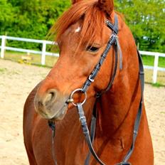 Welsh Partbred (Sec F) Laibek's First Excellence (Fister)