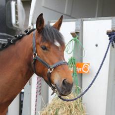 Pinto Lady Taupo (SOLGT)