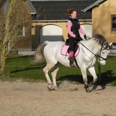 Dansk Varmblod catano