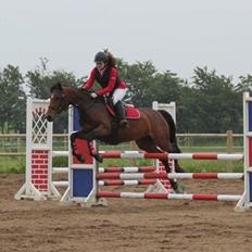 Pinto Lady Taupo (SOLGT)