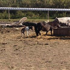 Shetlænder More roses shasta