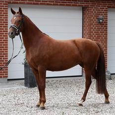 Anden særlig race Bellami