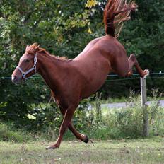 Anden særlig race Bellami