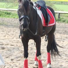 Barockpinto Picasso SOLGT