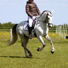 DSP BAKKEGAARDENS TRIPLE PERFECT