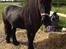 Fell pony Ellegaards Donna