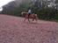 Tyroler Haflinger Nam nam