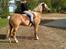 Tyroler Haflinger Nam nam - Efter en hurtig skridt tur:)