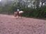 Tyroler Haflinger Nam nam