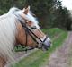 Haflinger Kim Van de mini Hoeve