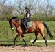 Hollandsk Varmblod Up Tempo VDL