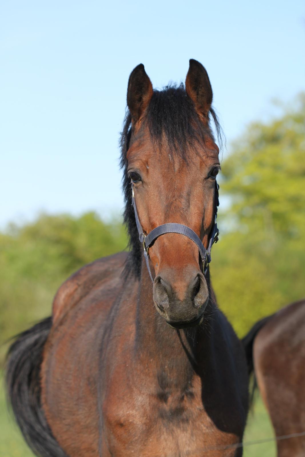 Dansk Varmblod Hedegårdens Nipa - Min lille skat <3 billede 4