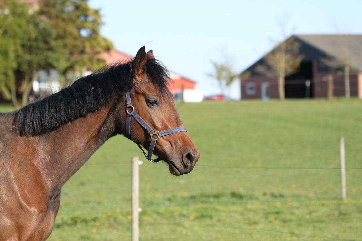 Dansk Varmblod Hedegårdens Nipa - 02-05-2014 billede 7