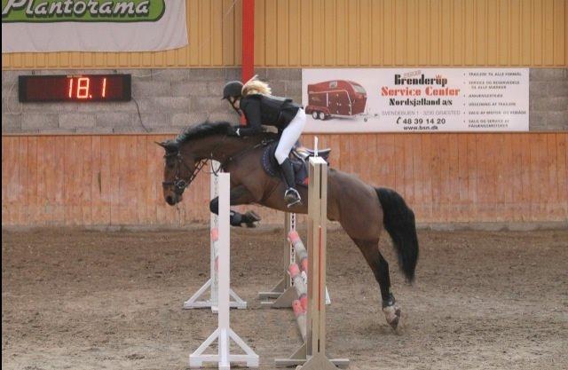 Tysk Sportspony Pablo John Halifax<3 - Februar 2014 billede 16