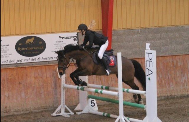 Tysk Sportspony Pablo John Halifax<3 - Februar 2014 billede 15