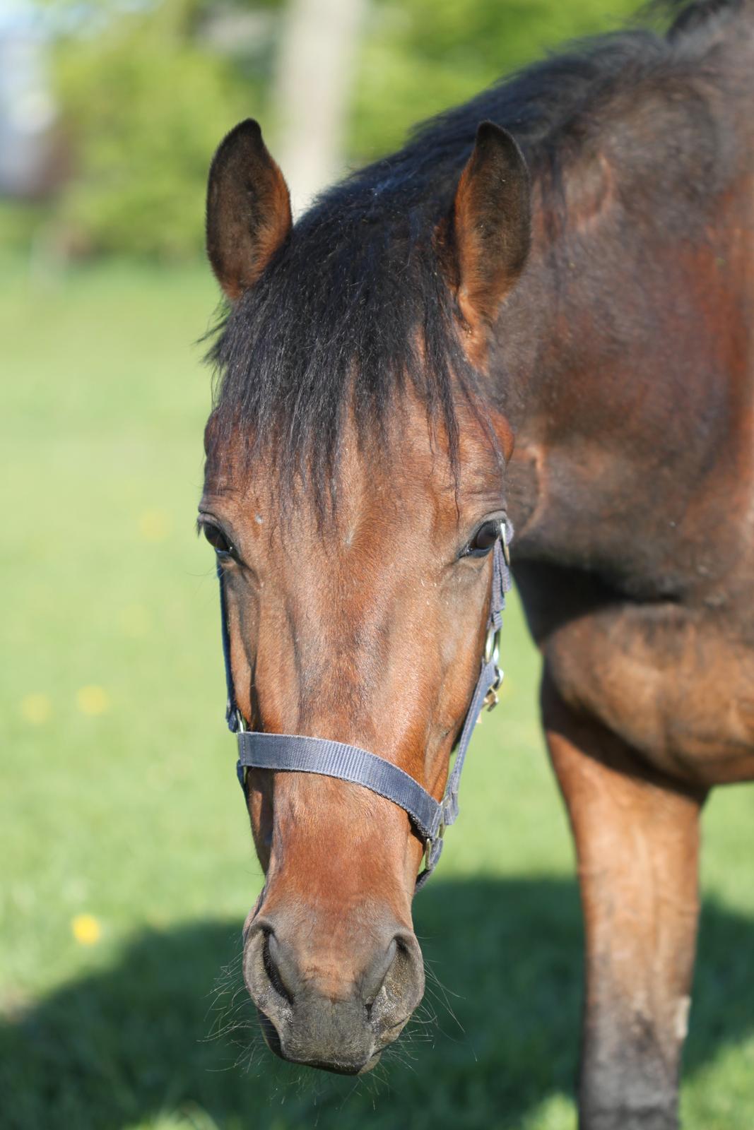 Dansk Varmblod Hedegårdens Nipa - 02-05-2014 billede 11