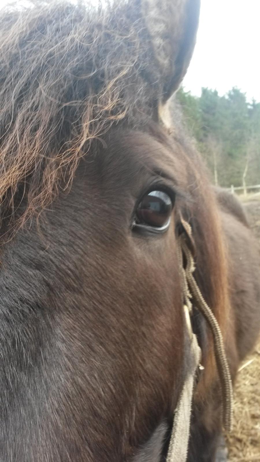 Islænder Bassi fra Klaubogaard - Elsker ham <3 billede 13