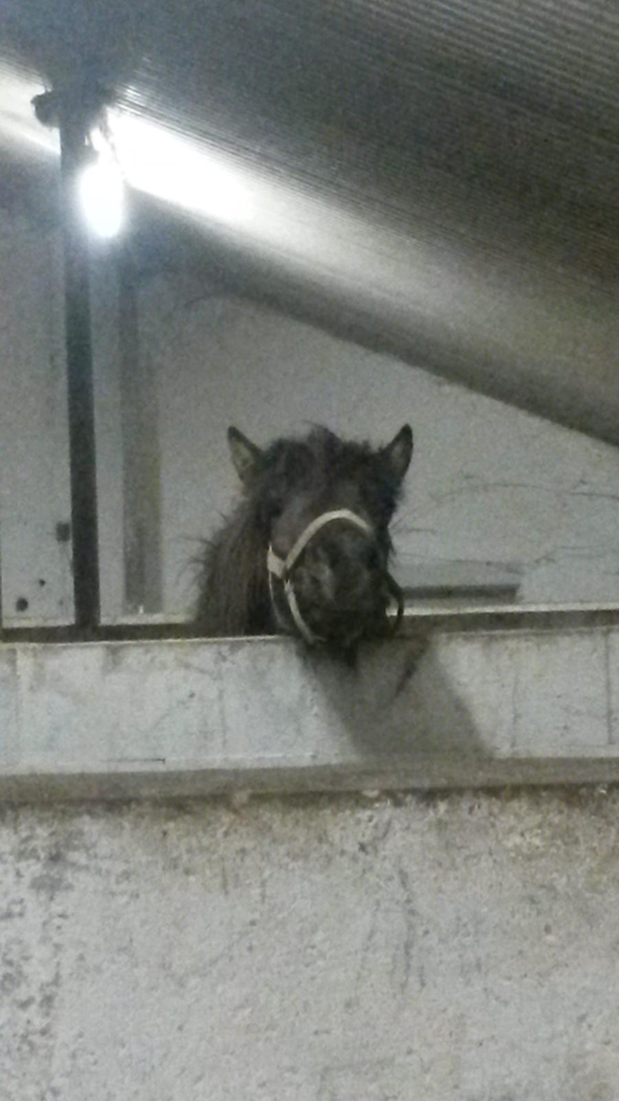 Islænder Bassi fra Klaubogaard billede 14