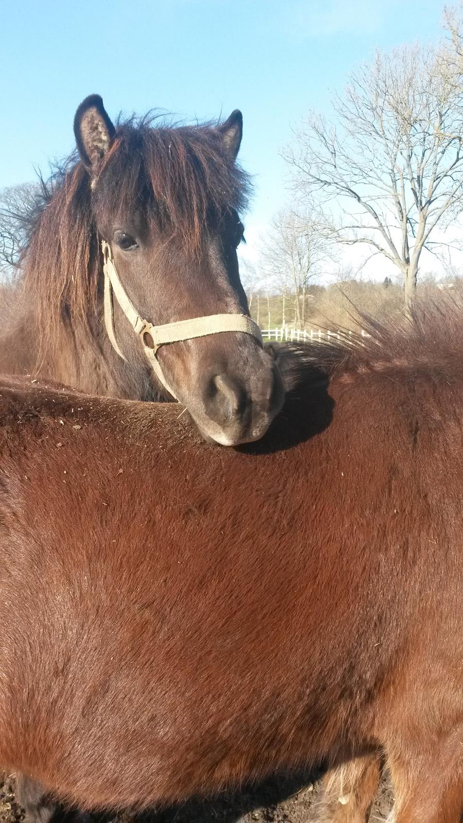 Islænder Bassi fra Klaubogaard billede 15