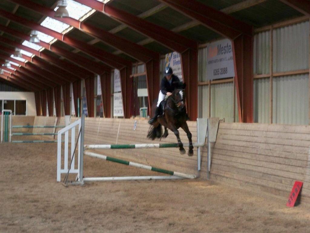 Dansk Varmblod Højgaardens Michelin billede 1