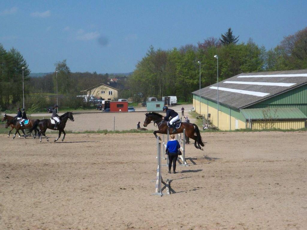 Dansk Varmblod Højgaardens Michelin billede 2