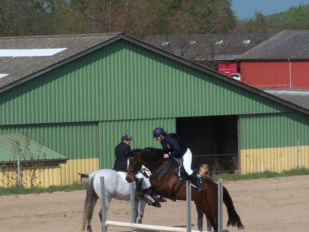 Dansk Varmblod Højgaardens Michelin billede 3
