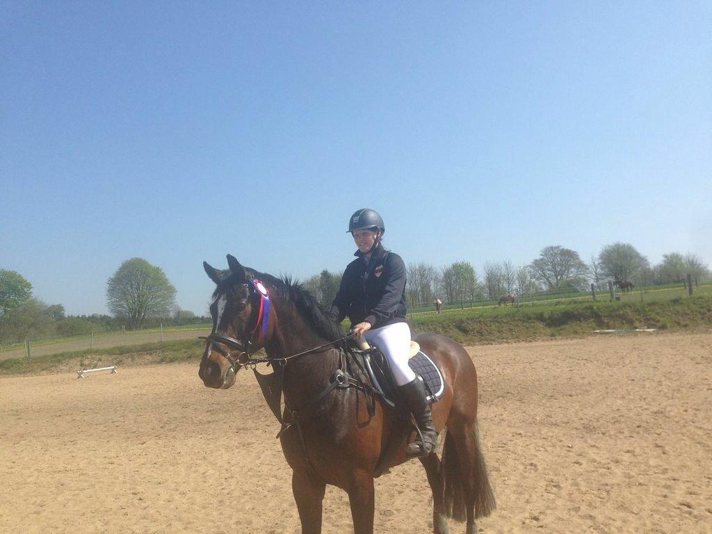 Dansk Varmblod Højgaardens Michelin billede 4