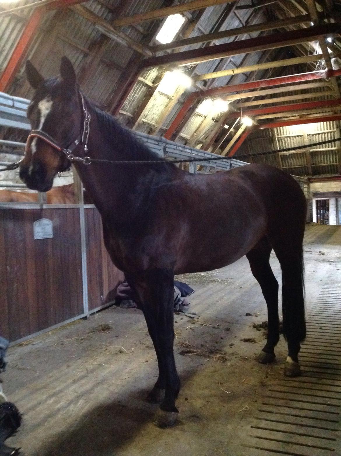 Dansk Varmblod Højgaardens Michelin billede 5