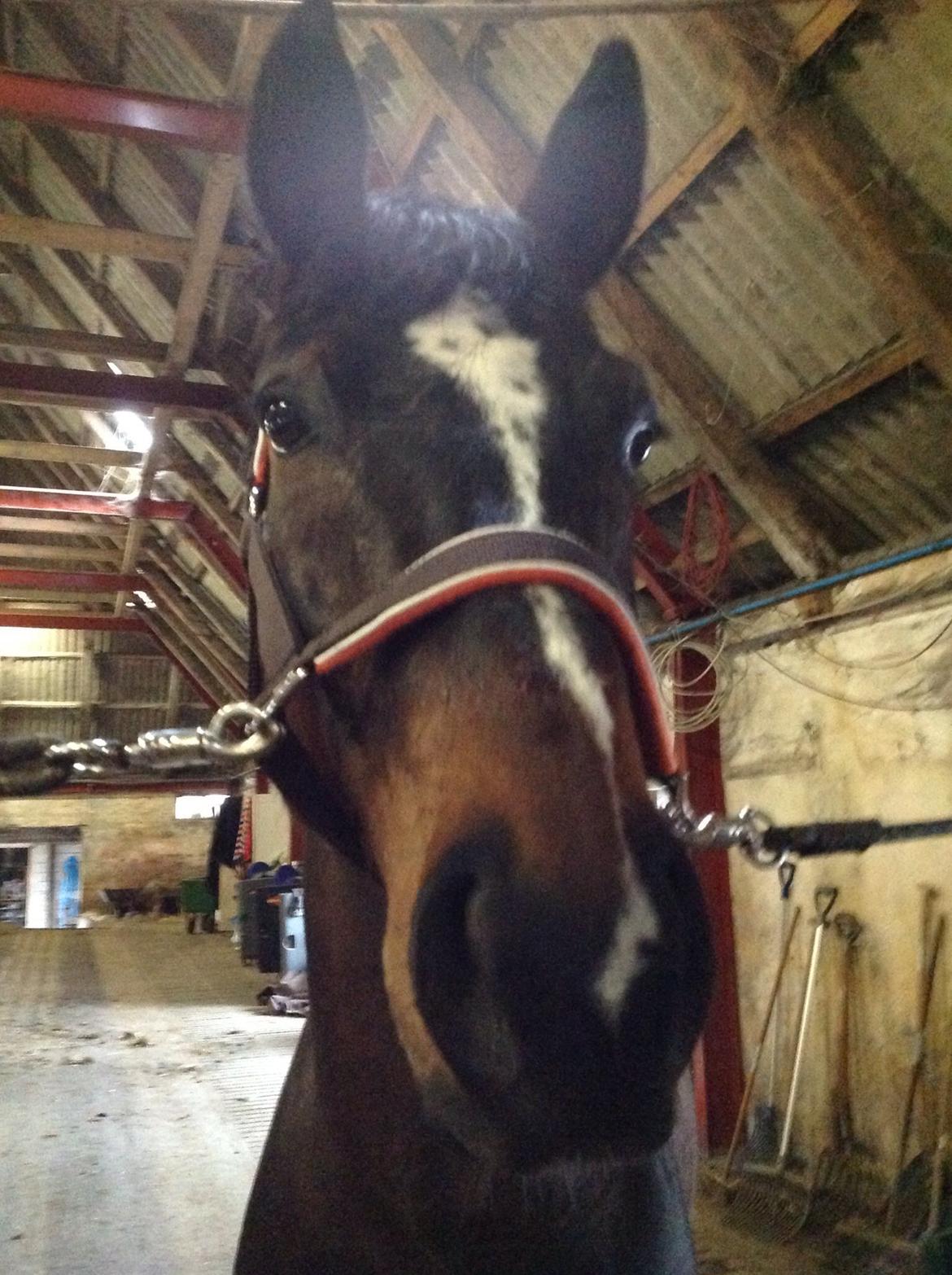 Dansk Varmblod Højgaardens Michelin billede 6