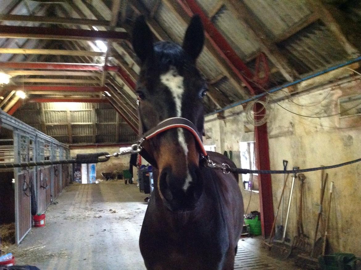 Dansk Varmblod Højgaardens Michelin billede 7