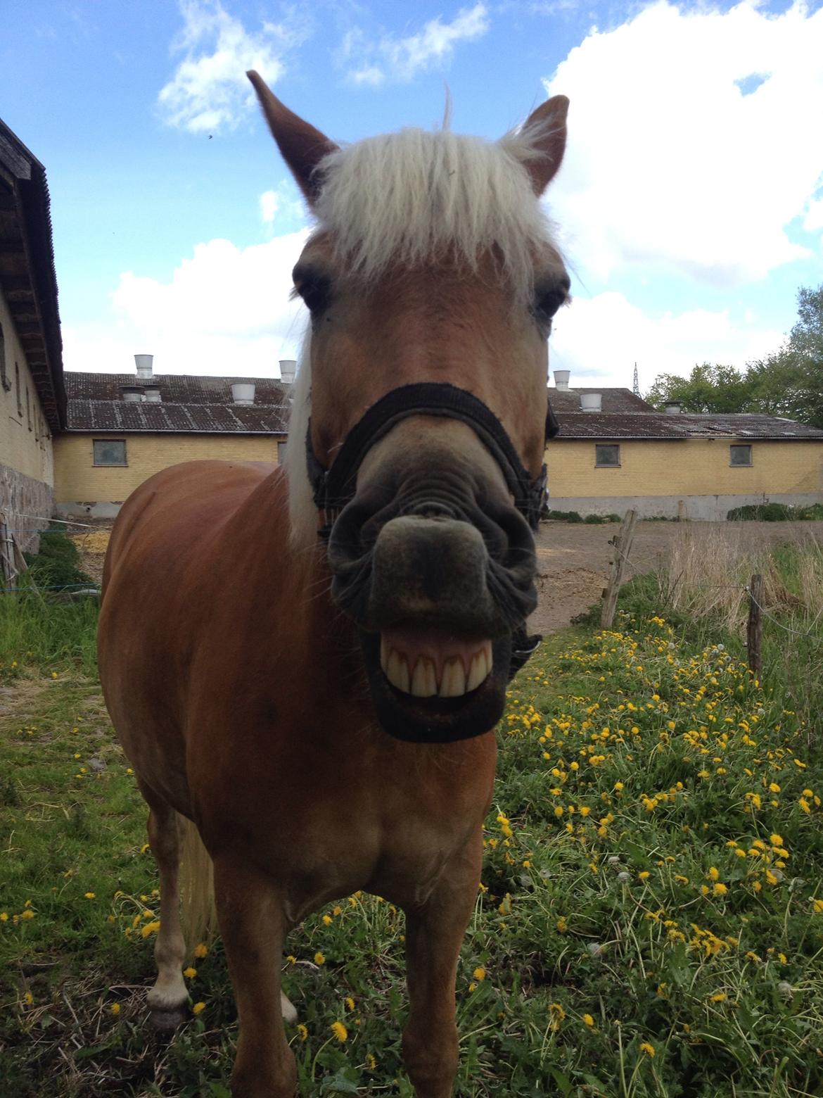 Tyroler Haflinger Wilox billede 30