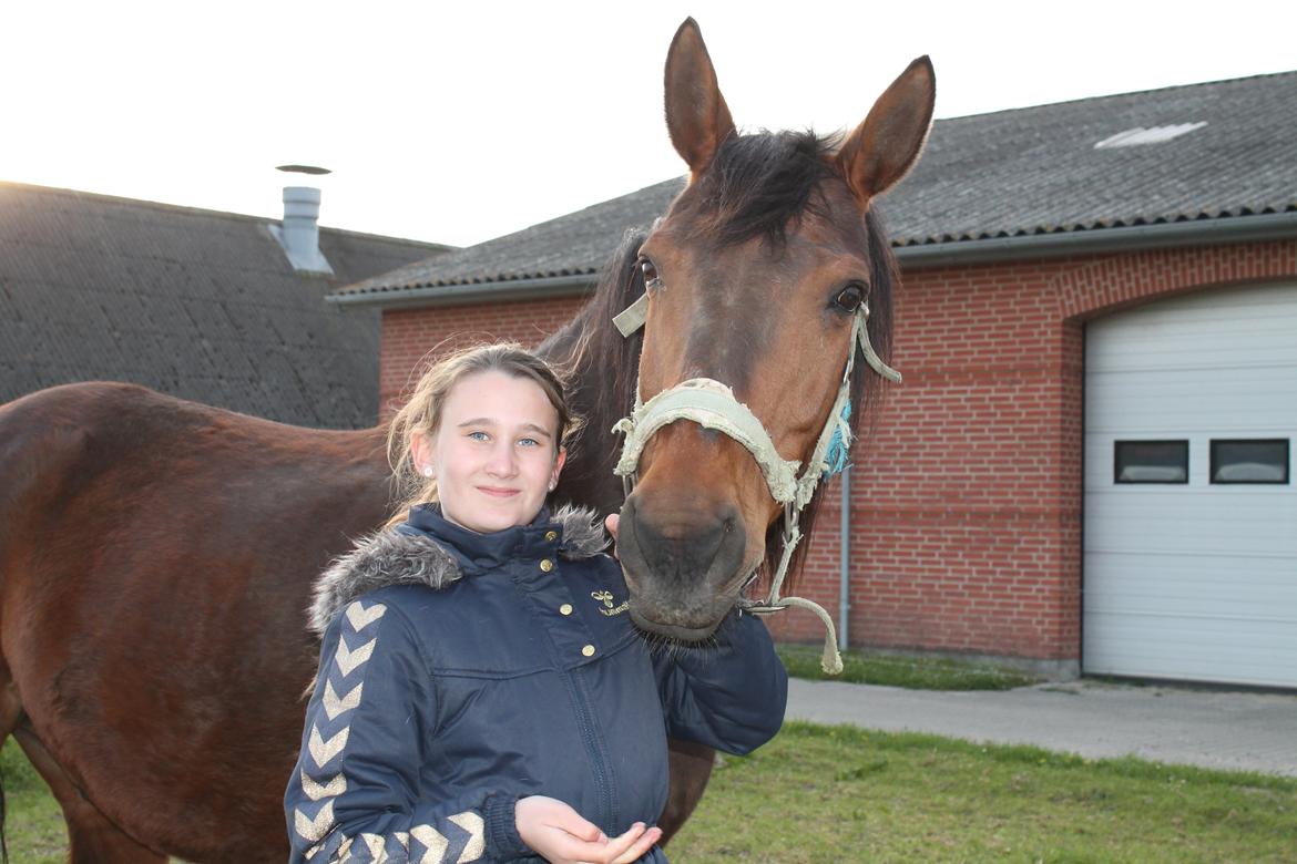 Dansk Varmblod Jackpot - Velkommen til Jack Pot`s profil billede 1