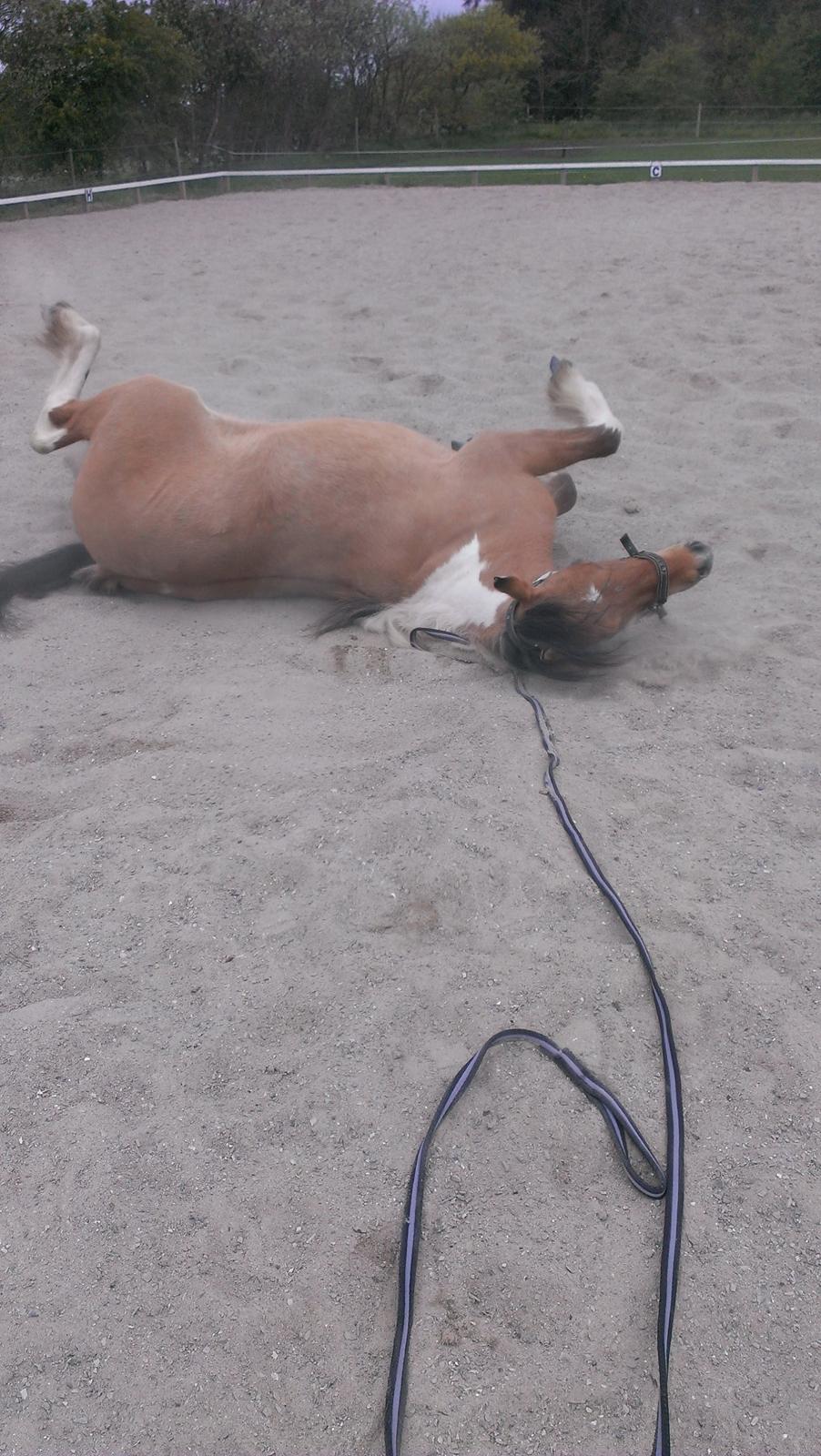 Anden særlig race Cody . - D.4-5-14. billede 14