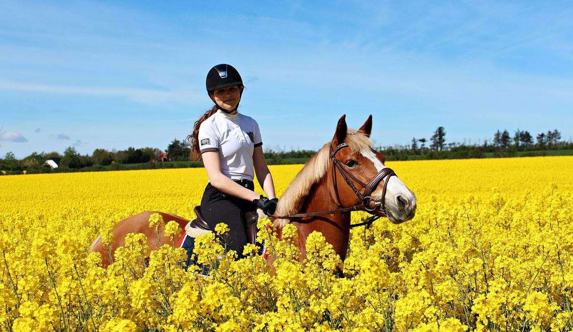 Anden særlig race Erantis - Uden tvivl verdens smukkeste pony <3 billede 1