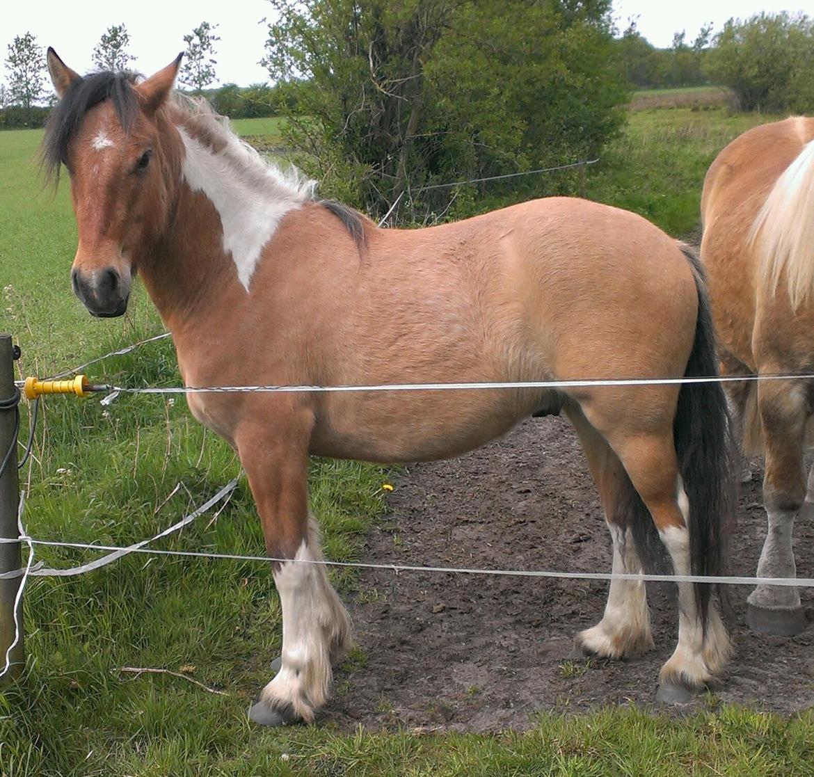 Anden særlig race Cody . - D.4-5-14 . billede 15