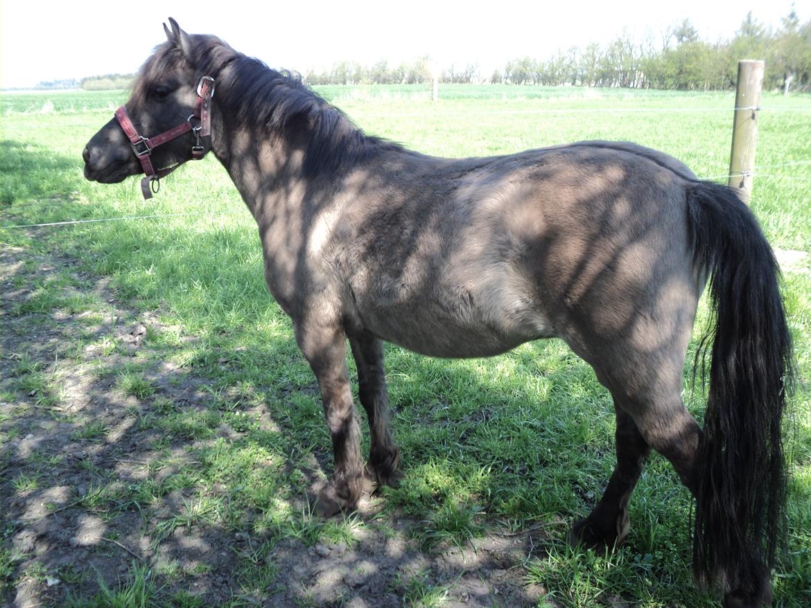 Anden særlig race Molly billede 3
