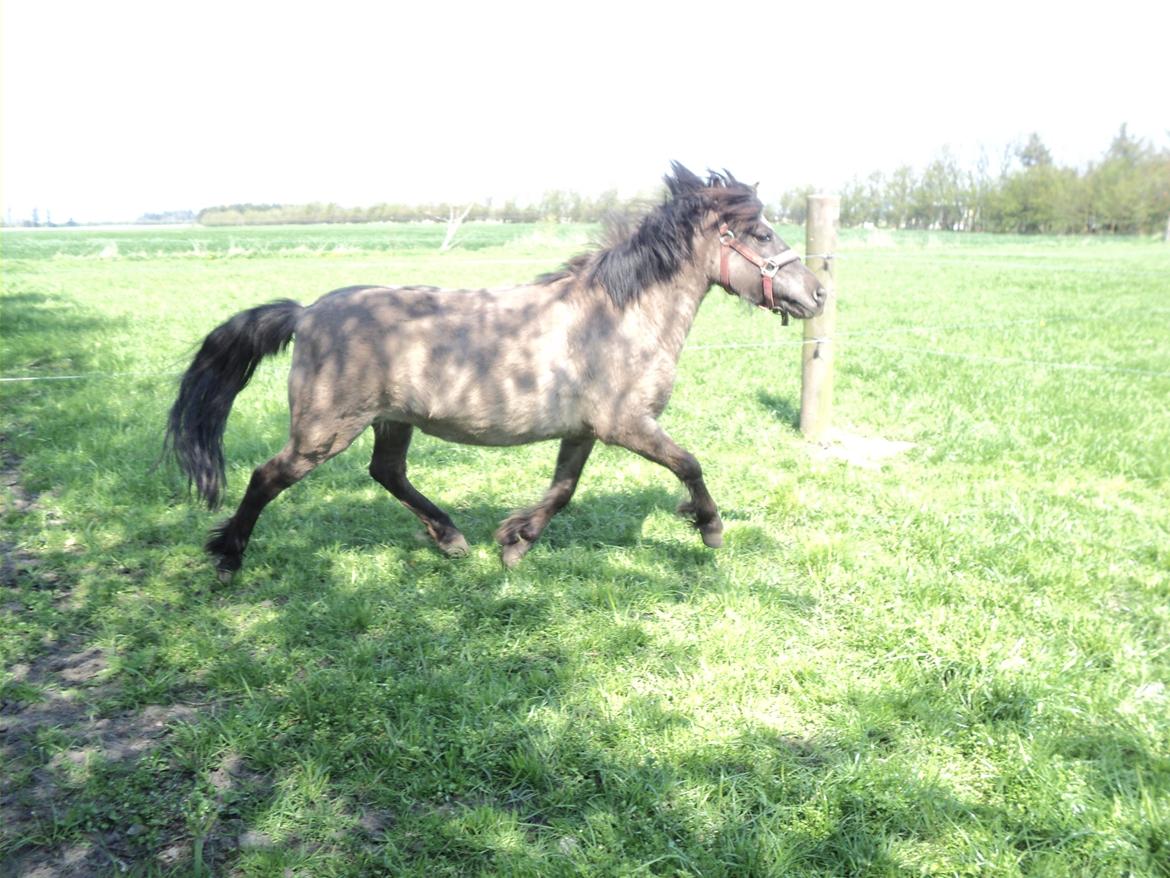 Anden særlig race Molly billede 18