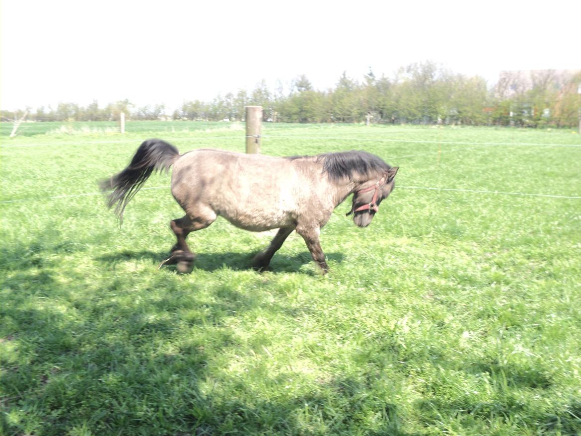 Anden særlig race Molly billede 10